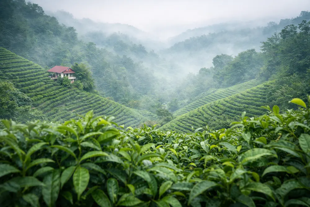 Why Iranian Green Tea Deserves Attention
