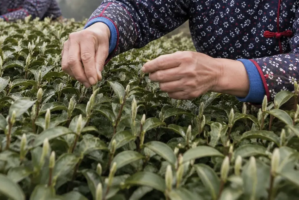 Harvesting White Tea