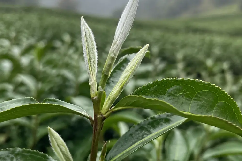 The Origin of White Tea